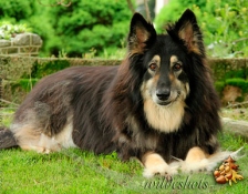 deedee