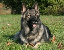 kassie
