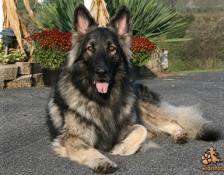 kota