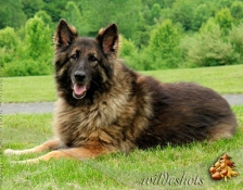 molly