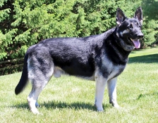 nitro