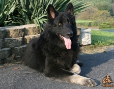 ruger