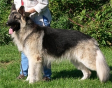 samson