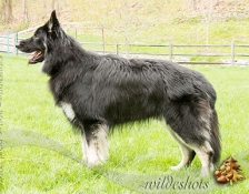 zeus