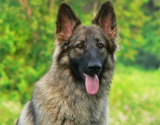 zeva