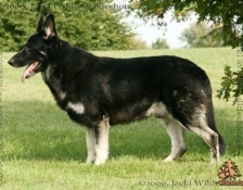 koly